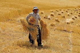 ۸۱ درصد مطالبات گندمکاران همدان پرداخت شد