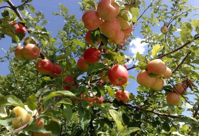 پیش‌بینی برداشت بیش از ۵۱ هزار تُن انواع محصولات باغی در رزن