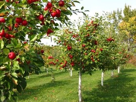 ۲۵۰ هکتار از باغات اسدآباد شناسنامه‌دار شد
