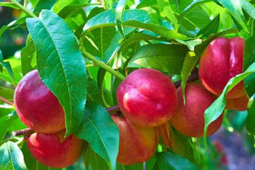آفت به جان باغات پالیز افتاد