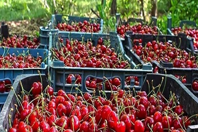 شهر زنگنه؛ میزبان ششمین جشنواره ملی آلبالو