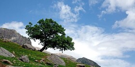 افزایش سرعت باد در همدان/ ثبات نسبی دماهای صبحگاهی
