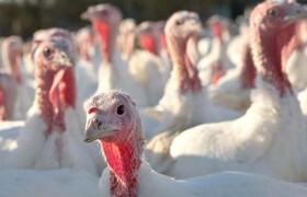 همدان در مسیر تبدیل شدن به قطب تولید بوقلمون در غرب کشور