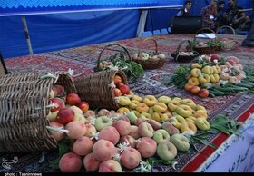 باغ‌های پالیز اسدآباد ظرفیت گردشگری کشاورزی را دارد