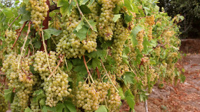 عمده سرمازدگی در باغات انگور سنتی و خزنده رخ می‌دهد