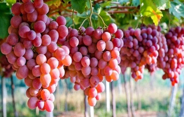 عمده سرمازدگی در باغات انگور سنتی و خزنده رخ می‌دهد