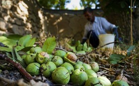 وجود بزرگترین زنجیره کامل تولید نهال گواهی شده گردو در تویسرکان/ پیش‌بینی تولید ۲۰ هزار تن گردو