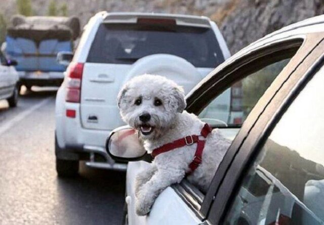 خودروهای «سگ گردان» توقیف میشوند خودروهای «سگ گردان» توقیف میشوند