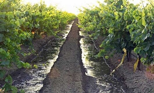 سیزدهمین جشنواره ملی خوشه برتر؛ رقابتی شیرین برای انتخاب بهترین نوع انگور ‌