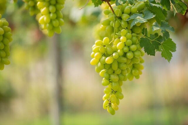 سیزدهمین جشنواره ملی خوشه برتر؛ رقابتی شیرین برای انتخاب بهترین نوع انگور ‌