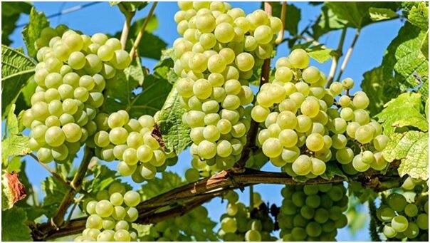 سیزدهمین جشنواره ملی خوشه برتر؛ رقابتی شیرین برای انتخاب بهترین نوع انگور ‌