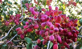 پیش‌بینی برداشت بیش از ۴۰ تُن پسته از باغات بارور همدان