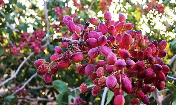 پیش‌بینی برداشت بیش از ۴۰ تُن پسته از باغات بارور همدان