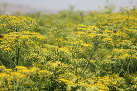 رازیانه رزن در طلب صنایع تبدیلی