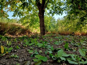 گردوی تویسرکان صاحب نشان تجاری اختصاصی می‌شود