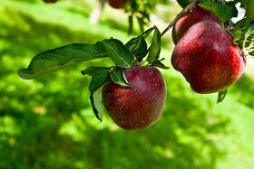 تولید ۹۸۴ هزار تُن محصولات باغی در همدان