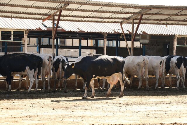 پرداخت ۲۴۴ میلیارد تسهیلات به واحدهای پروار بندی تولید گوشت در استان همدان