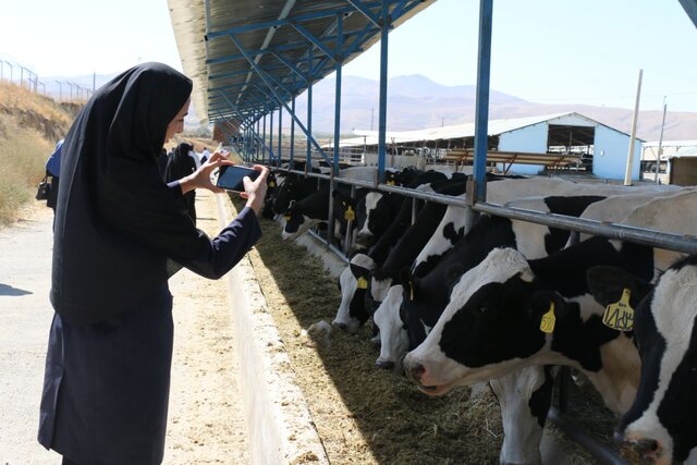 پرداخت ۲۴۴ میلیارد تسهیلات به واحدهای پروار بندی تولید گوشت در استان همدان