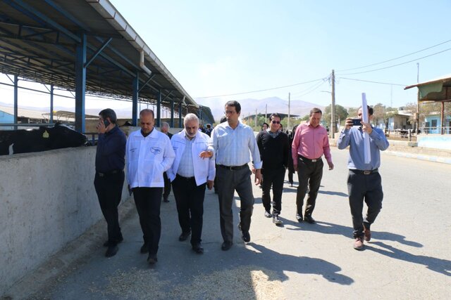 پرداخت ۲۴۴ میلیارد تسهیلات به واحدهای پروار بندی تولید گوشت در استان همدان