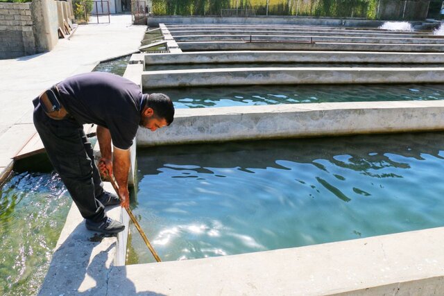 فعالیت ۱۹۰ واحد مزرعه پرورش آبزیان در همدان /توسعه همکاری‌های شیلاتی برای اخذ مجوز صادرات