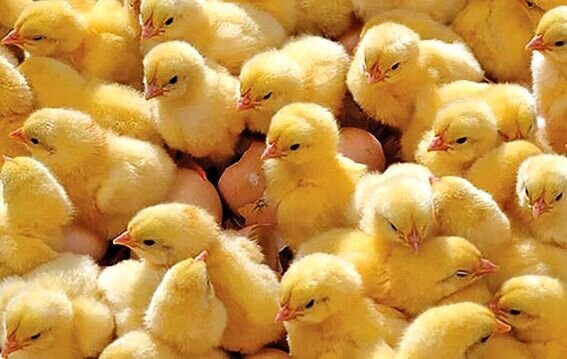 افزایش ۳ درصدی جوجه‌ریزی در مرغداری‌های همدان