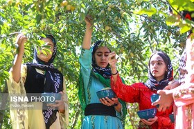 حیدره قاضی‌خان میزبان چهارمین جشنواره آلو، گردو و غذاهای محلی