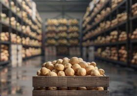 ۶۵ سردخانه سیب‌زمینی در همدان در حال احداث است
