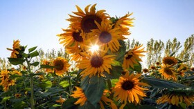 ثبات نسبی دمای روزانه همدان در ۵ روز آینده