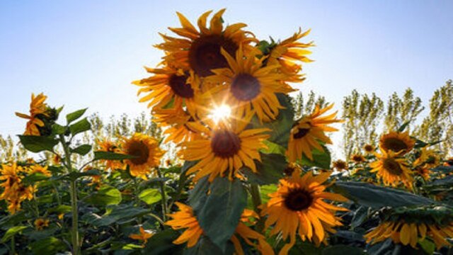 ثبات نسبی دمای روزانه همدان در ۵ روز آینده