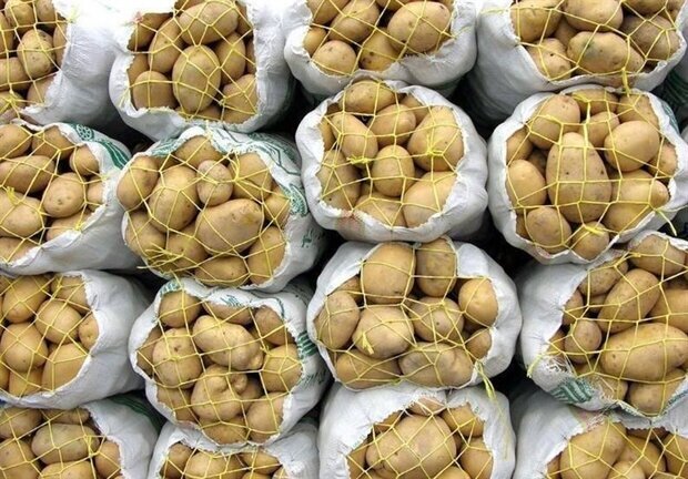 صادرکنندگان همدان نمی‌توانند سیب‌زمینی صادر کنند