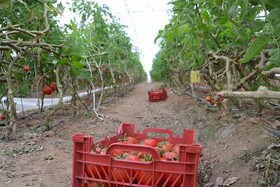 تولید سالانه ۱۵۶۰ تُن محصولات گلخانه‌ای در بهار