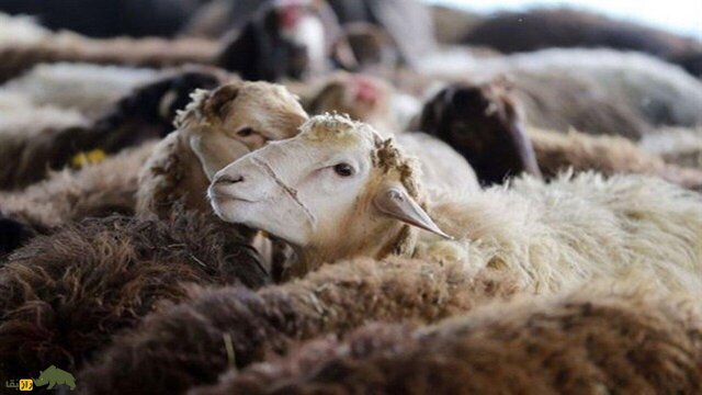 اصلاح نژاد ۱۵۰۰ راس گوسفند مهربان در همدان اصلاح نژاد ۱۵۰۰ راس گوسفند مهربان در همدان