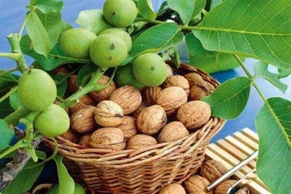 تجاری‌سازی باغ‌های گردوی یک ضرورت برای پویایی اقتصاد تویسرکان است