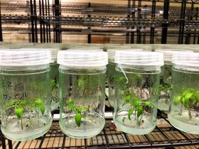 تولید سالیانه ۳۰ تا ۵۰ هزار اصله نهال در آزمایشگاه کشت‌بافت گیاهی همدان