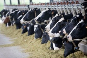 پرداخت ۱۵ میلیارد تومان تسهیلات برای رونق دامداری‌های فامنین