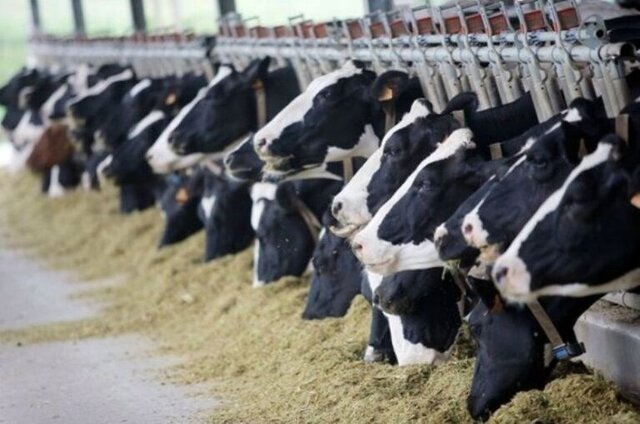 پرداخت ۱۵ میلیارد تومان تسهیلات برای رونق دامداری‌های فامنین