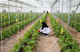 صدور مجوز ۳۲۰ هکتار گلخانه در شهرستان درگزین