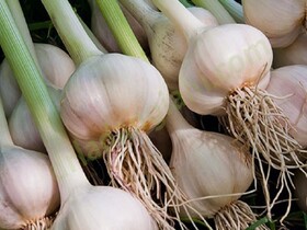 رئیس کمیسیون صادرات غیرنفتی اتاق بازرگانی استان: قیمت بالای سیر موجب کاهش صادرات سیر همدان شد