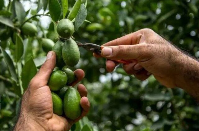 از کشت گلخانه‌ای زردچوبه و زنجبیل تا میوه‌های استوایی در کبودراهنگ