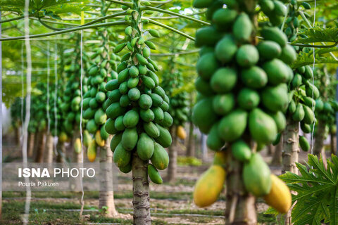 از کشت گلخانه‌ای زردچوبه و زنجبیل تا میوه‌های استوایی در کبودراهنگ