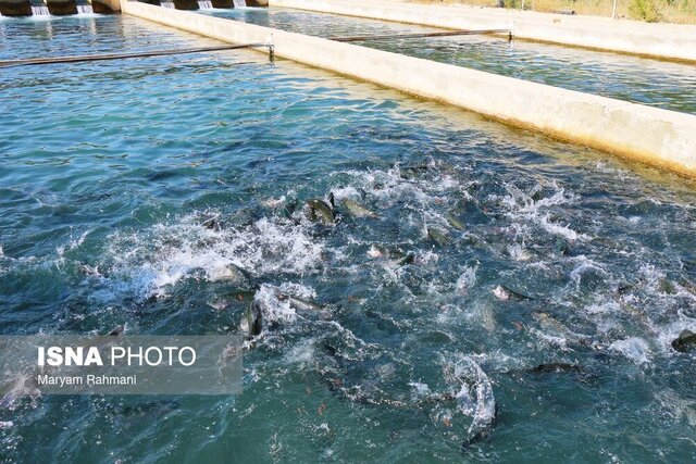 افق روشن آبزی پروری در همدان به عنوان شهر شیلاتی غیر ساحلی کشور