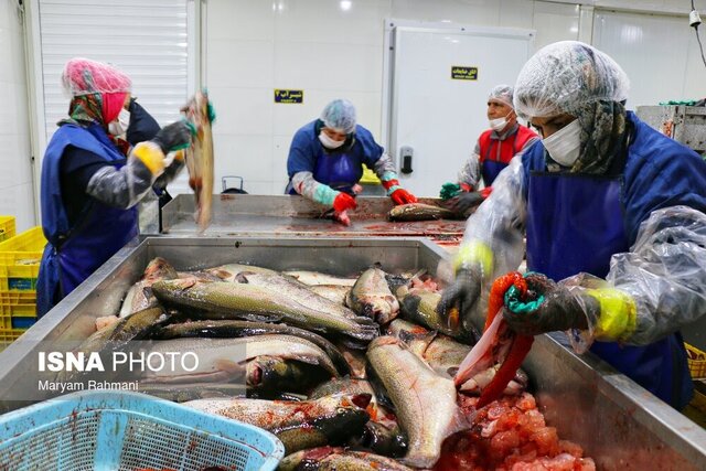 افق روشن آبزی پروری در همدان به عنوان شهر شیلاتی غیر ساحلی کشور