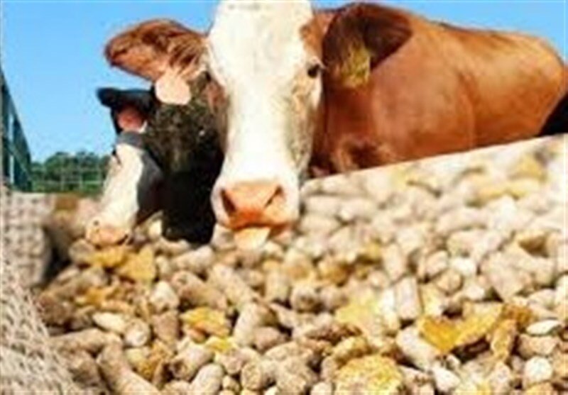 نهاده‌های دامی موردنیاز دامداران همدان تامین شد