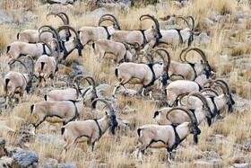 سرشماری زمستانه  پستانداران شاخص همدان در مناطق حفاظت شده  به زودی انجام می‌شود