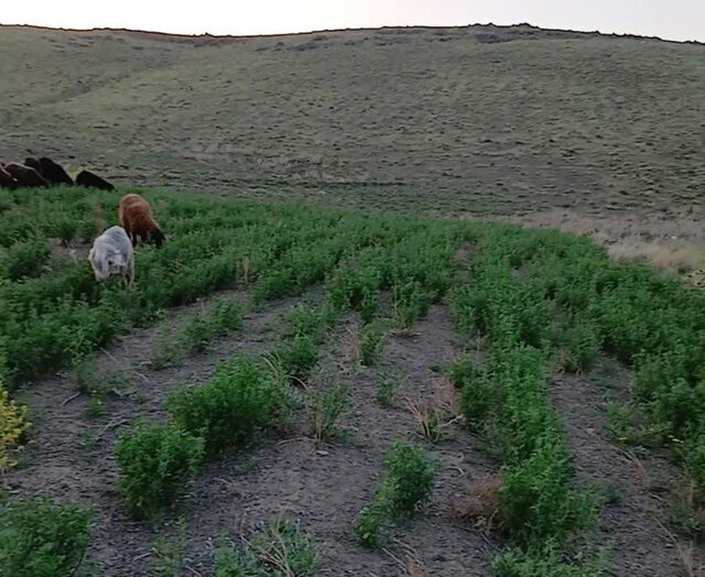 رفع تصرف ۳۹۰۰ متر مربع از اراضی ملی "کمربنه" ملایر