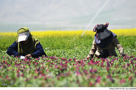 مدیر جهاد کشاورزی: مزرعه الگویی گیاهان لوکس دارویی در اسدآباد احداث می‌شود