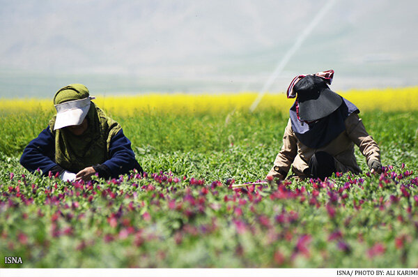 مدیر جهاد کشاورزی: مزرعه الگویی گیاهان لوکس دارویی در اسدآباد احداث می‌شود