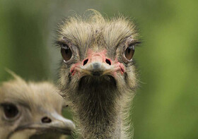 همدان میزبان صنعت پرورش شترمرغ با چشم‌انداز صادرات به عراق