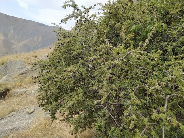 توسعه گونه‌های بومی پسته و آلوی وحشی در کوه کرکس اسدآباد