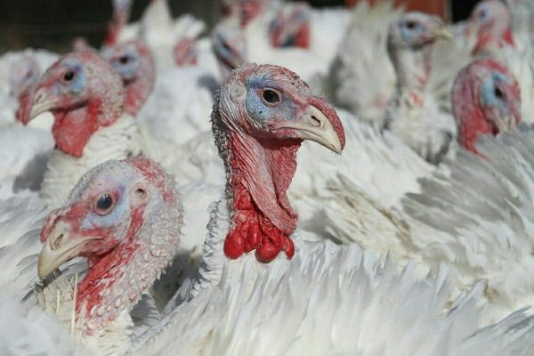 تولید سالیانه ۳۴۲ تُن گوشت بوقلمون در بهار